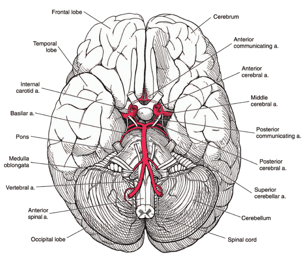 The base of the human brain The base of the human brain