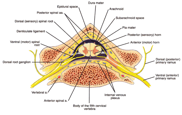 Interior view of the spinal cord Interior view of the spinal cord