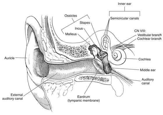 Structures of the ear Structures of the ear